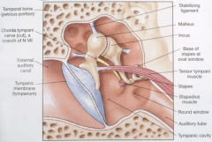 Pulls the malleus towards the inner ear and puts tension on the tympanic membrane. This decreases the movement of the TM and decreases transmission of sound to the oval window.