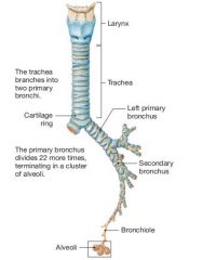 1 - larynx 
2 - trachea
3- left primary bronchus
4 - secondary bronchus
5 - bronchiole
6 - alveoli
7 - cartilage ring