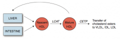Catalyzes esterification of cholesterol

Converts nascent HDL to mature HDL
