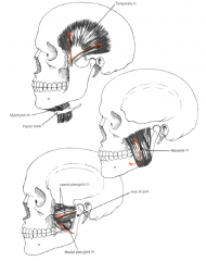 1. Temporalis 
2. Masseter 
3. Lateral pterygoid
4. Medial pterygoid 

- Innervated by the mandibular division (V3) of cranial nerve V- the trigeminal