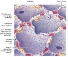 1. Elastic fibres
2. Capillary
3. Type 1 alveolar cell
4. Endothelial cell of capillary
5. Type II alveolar cell
6. (Limited) interstitial fluid
7. Alveolar macrophage