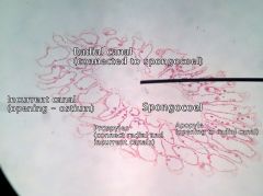 Phylum porifera
Class Calcarea
Syconoid
 
- Raidal canals = radiate from spongeocol
- Apopyles = opening into radial canals
- Ostia (pores) open into incurrent canals
- Prosypyles connect radial canals and incurrent canals
- Choanocytes (flagellat...