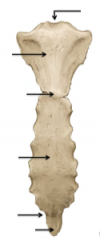 On the sternum, locate the manubriosternal and xiphisternal joint