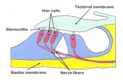 basilar and tectorial membranes