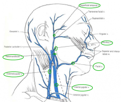 - Superficial temporal vein 
- Maxillary vein 
- Retromandibular vein 
 - External jugular vein 
 - Facial vein 
 Branches of Ophthalmic veins