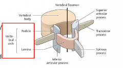 • Vertebral Body: weight barring 
• Vertebral Arch: pedicle +laminae 
• Transverse Processes: ligament/muscle attachment 
• Articular Processes: superiorand inferior 
• Vertebral Notches: superior andinferior 
o Forms INTERVERBRAL CANAL