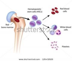 stem cells of bone marrow of the skeletal system