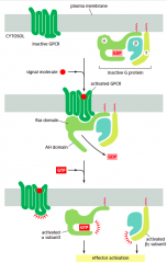 GPCR Function
