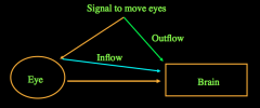 the In-Flow Hypothesis: feedback from the eye-movement.
the Out-Flow Hypothesis: feedback from the commanding signal.
