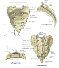 Sacrum (S1-S5): 
• Sacral promontory, anterior/posterior sacral foramen(ventral/dorsal rami), 
• Sacral hiatus: most inferiorregion 


Coccyx (Tail Bone): 
• 4 fused bones