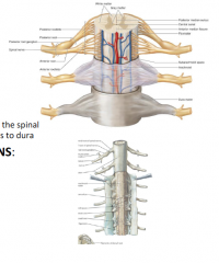 • Meninges: 
o Dura mater 
o Arachnoid Mater 
o Pia Mater 
     ▪ Denticulate Ligament: pia mater that reflects off the spinalcord, passes through the arachnoid, and aTaches to dura 


• Meningeal Spaces (continuation from CNS: 
o Epidural: ...
