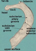 * anterior groove: for subclavian vein
* posterior groove: for subclavian artery