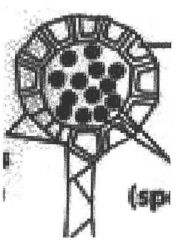 Bilden är ett sporangium hos stensöta. Markera annulus och läppceller i figuren. Vad kallas denna speciella typ av sporangium?