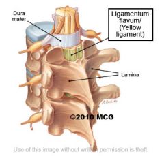 Non-continuous sheets of ligaments that attach lamina of adjacent vertebra. They are high in elastic fibre content (yellow colour) to allow stretch.