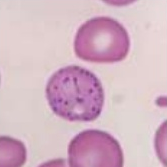 In what species are these cells normally found and what are they called?
Species:
Name: