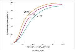 Lower pH = lower affinity for O2 (blue)
and vice versa (yellow)