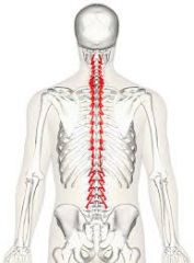 - Serve as stabilizing muscles (i.e. prevent excess movement of back)- They are short muscles that typically span 2-3 vertebra- They can atrophy quickly following injurt and lack of use