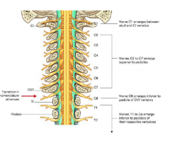 • 8 cervical: C1 from base of skull + C8between C7/T1: know vert a. entry at C6 
• 12 Thoracic 
• 5 Lumbar 
• 5 Sacral 
• 1 coccygeal