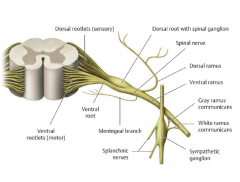 (1) Communicans: 
• White Rami: myelinated preganglionicsympathetic fibers 
• Gray Rami: nonmyelinatedpostganglionic sympathetic fibers 


(2) Vertebral Canal: 
• Dorsal rootlets/roots: afferent 
• Ventral rootlets/roots: efferent 


(3) I...