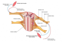 Posterior ramus: intrinsic back muscles
Anterior ramus: extrinsic muscle