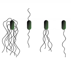 Long cellular appendage specialized for locomotion