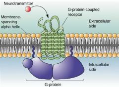 single receptor protein in plasma membrane that responds to binding of a single molecule by activating a G protein. AKA G protein-linked receptor.