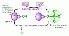 enzyme that removes phosphate groups from proteins (dephosorylates), often functioning to reverse the effect of a protein kinase.