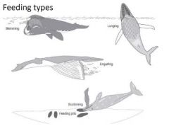 Skimming → right + bowheads
Lunging →rorquals
Engulfing → rorquals Suctioning → grey whales   