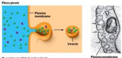 type of endocytosis in which the cell ingests extracellular fluid and its dissolved solutes.