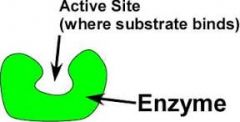 the specific portion of an enzyme that binds the substrate by means of multiple weak interactions and that forms a pocket in which catalysis occurs.