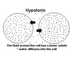 when a solution surrounds a cell, will cause the solution to take up water.