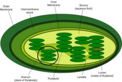 a stack of membrane-bounded thylakoids in the chloroplast. Grana function in the light reactions of photosynthesis.