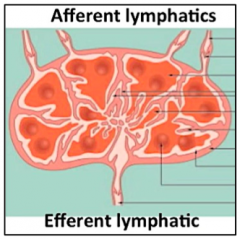 In lymph fluid via afferent lymphatics