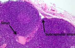 Subscapular Sinus
- Space is created by very thin walled ECs composing this lymphatic sinus