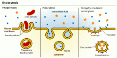 type of endocytosis in which large particulate substances are taken up by a cell. It is carried out by some protists and by certain immune cells of animals.