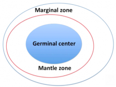 - Germinal center (central)
- Mantle zone (outside germinal center)
- Marginal zone (outermost)