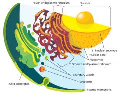 the membrane at the boundary of every cell that acts as a selective barrier, regulating the cell's chemical composition.