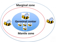 Germinal center (central part)