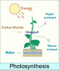 Plants use the energy from the sunlight to make food. (page 11)