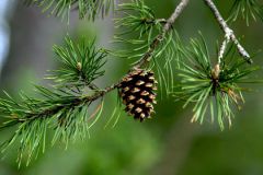 A conifer is a seed plant that reproduces with cones.  (page 12)