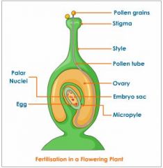 In fertilization an egg and a sperm cell join. (page 17)