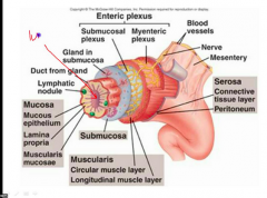 The mucosa is the inner most layer of the alimentary canal lumen. It consists of surface epithelium, a lamina propria, and a muscularis mucosae. 


It's surface epithelium consists of simple columnar. 


The major functions of the mucosa are secre...