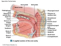 The pharynx is a common passageway for food, fluid, and air. The pharynx is subdivided anatomically into three parts:


- Nasopharynx ( pseudo-stratified columnar) 
- Oropharynx (straified squamous epithelium) 
- Laryngopharynx (stratified squamou...