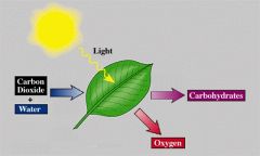 The process of using light, CO2 and H2O to produce sugars.