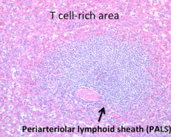 - Arteriole = pink circle in middle
- Lymphocytes = small round blue cells surrounding arteriole (dominated by T cells)
- Splenic sinusoids = red pulp in periphery (contains RBCs, macrophages, and CT)