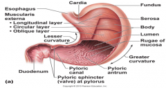 The stomach is on the left side of the abdominal cavity and is hidden by the liver and diaphragm. 


The stomach is made up of several regions. 


- The cardial part is the area surround the cardinal orifice through which food enters the stomach. ...