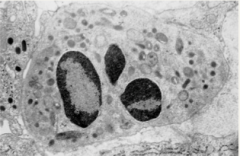 What type of cell is this?


What are its main roles?