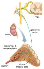 - Only one nueron
- Adrenal medulla acts as the postganglionic neuron and releases EPI into the blood stream