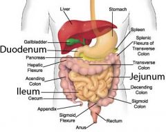 The small intestine is suspended by a double layer of peritoneum.  The intestine has three subdivisions:


- The duodenum 
- The jejunum 
- The ileum 


Enzymes produced by the pancreas and ducted into the duodenum largely via the main pancreatic ...