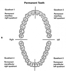 Første tann i venstre maksillære kvadrant (kvadrant 2), dvs. tann 21